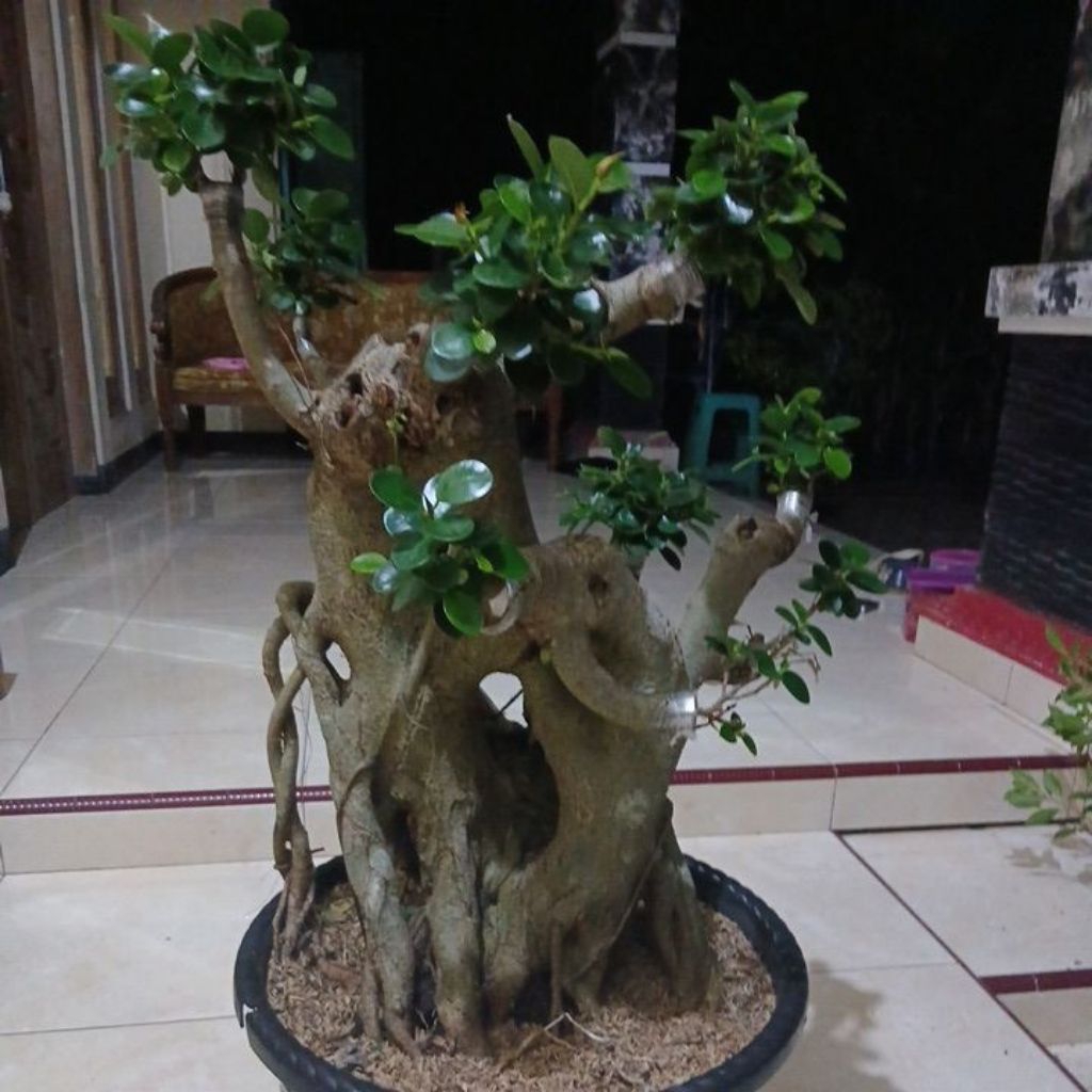 bonsai  dolar mikro