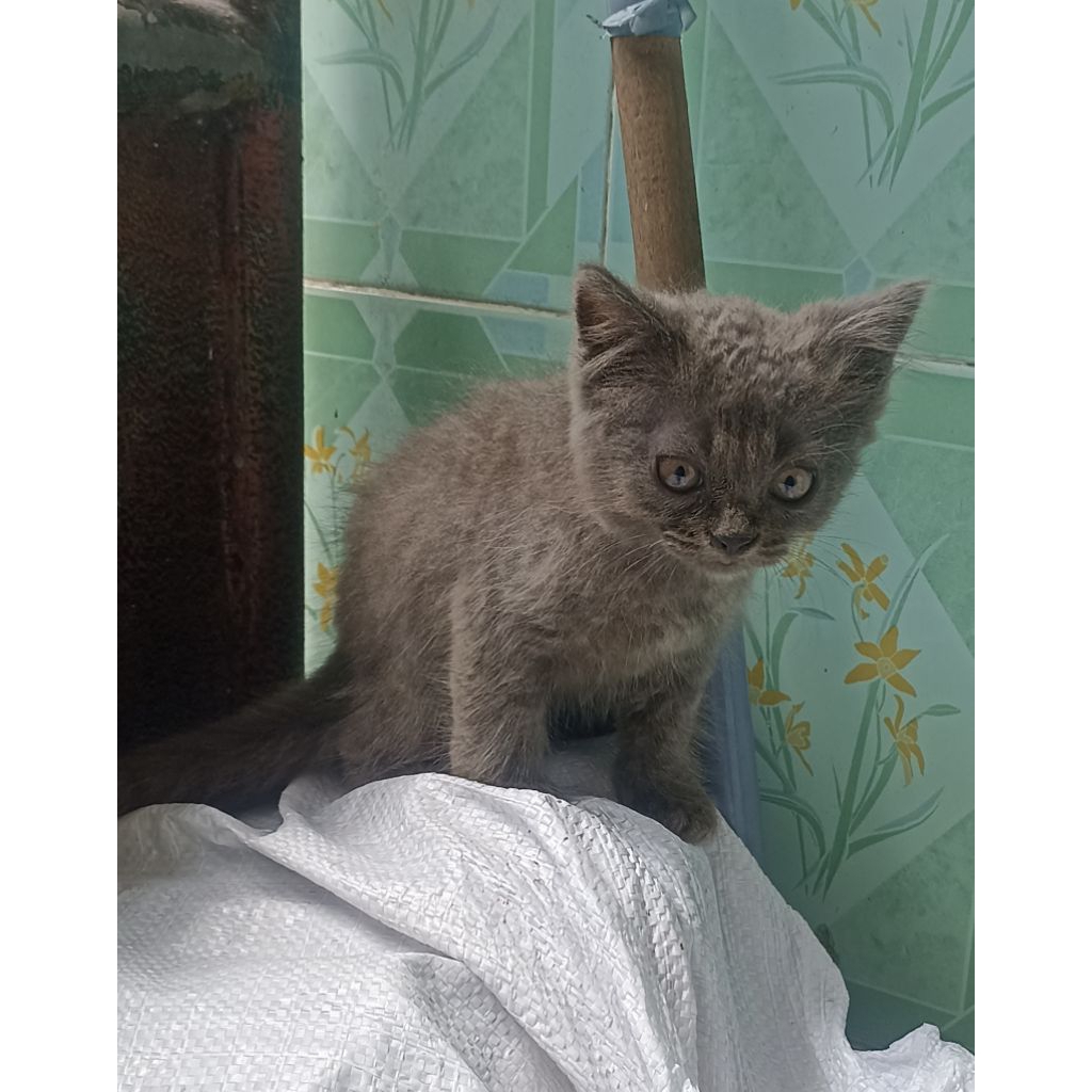 kucing mix BSH jantan waru