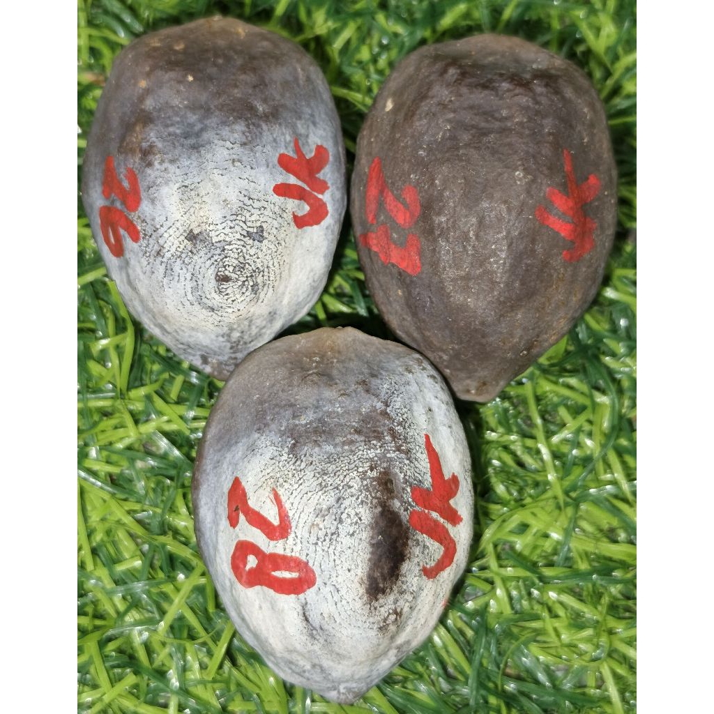 Muncang Jawa Kaliwiro