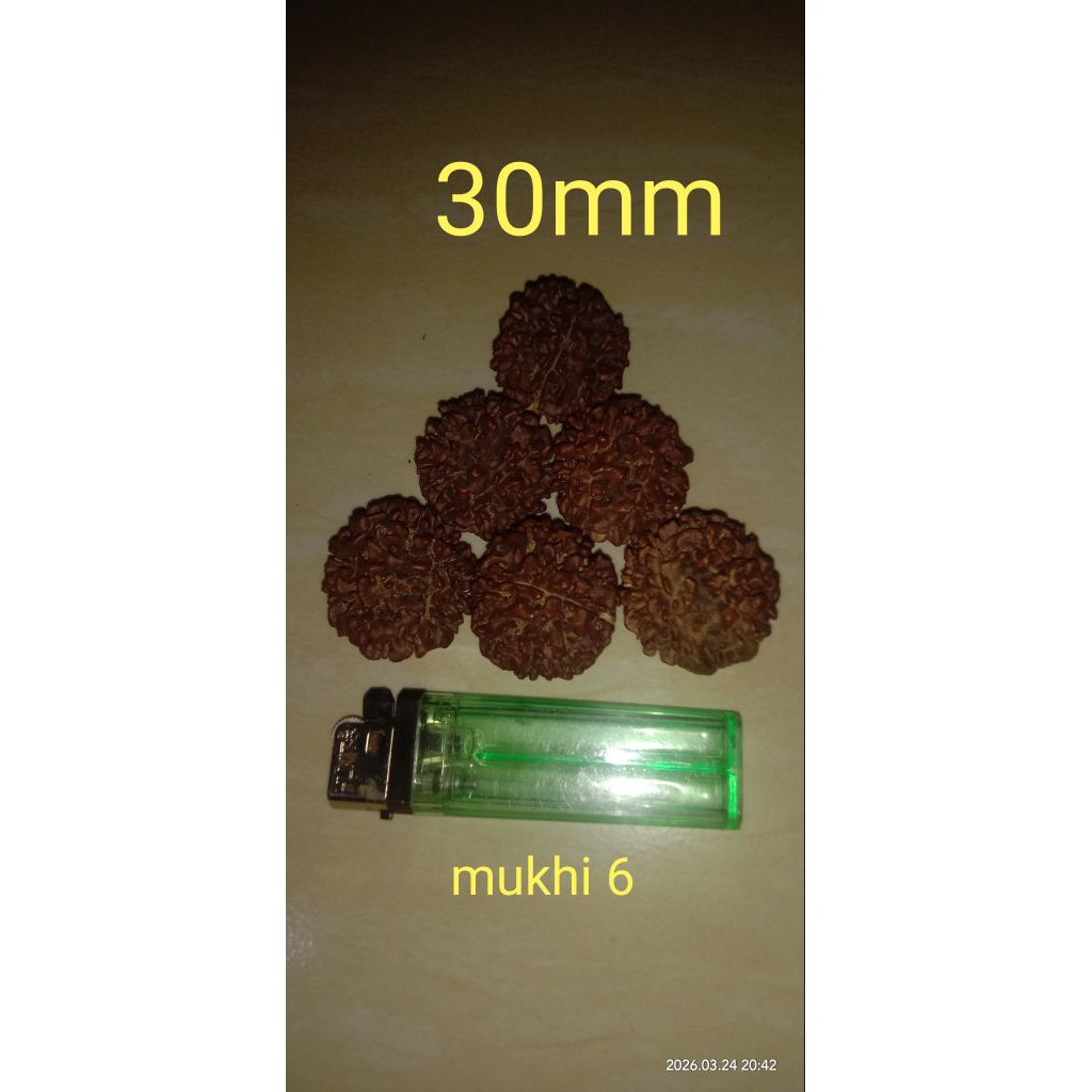 jenitri jumbo papua mukhi 6,7,8