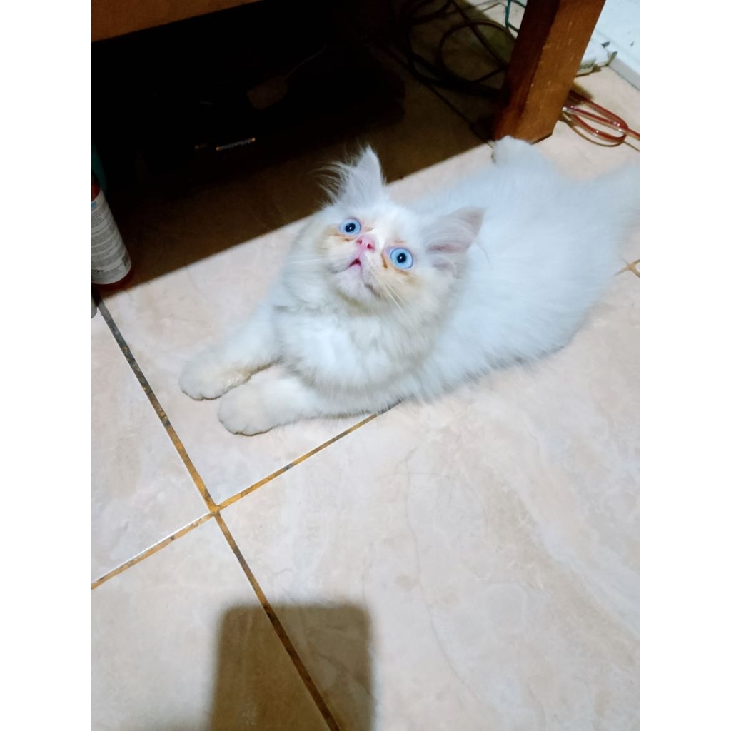 Kucing Persia Himalaya Peaknose Kitten Longhair