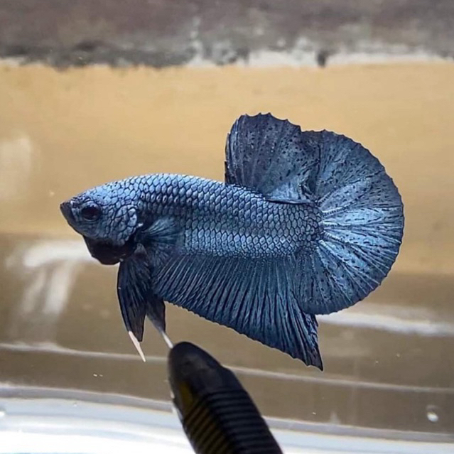 [BERGARANSI JIKA MATI] HMPK SNI KUALITAS BAGUS || JENIS DAN WARNA RANDOM || DIJAMIN SNI