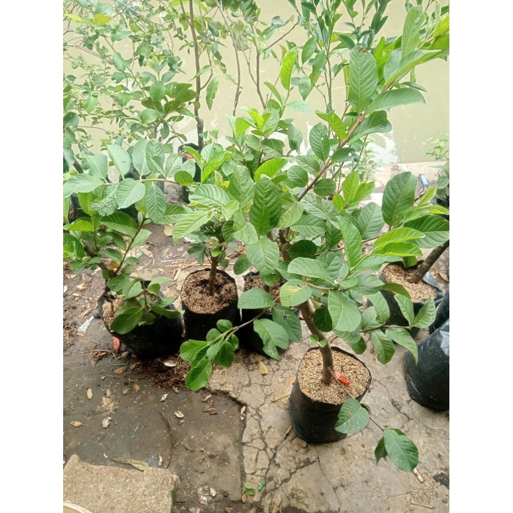 Bibit jambu kristal merah berbunga batang besar