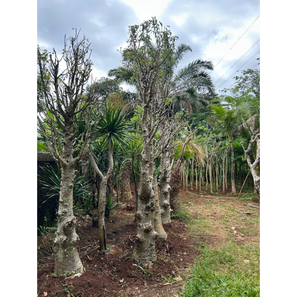 Pohon Baobab kaki gajah