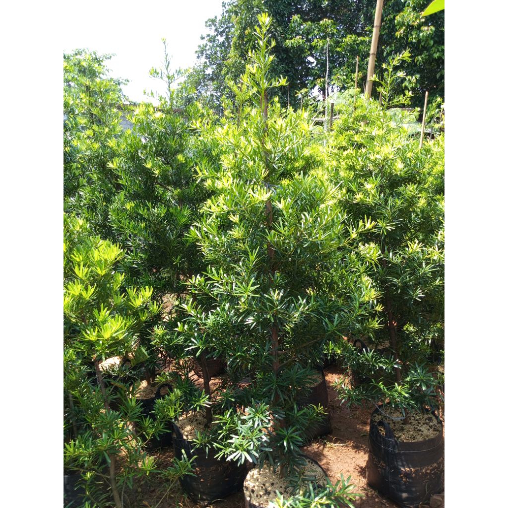 Pohon lohansung