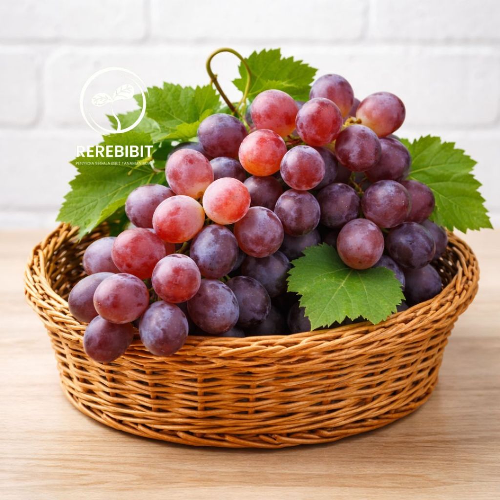Bibit Anggur Jupiter Batang Besar