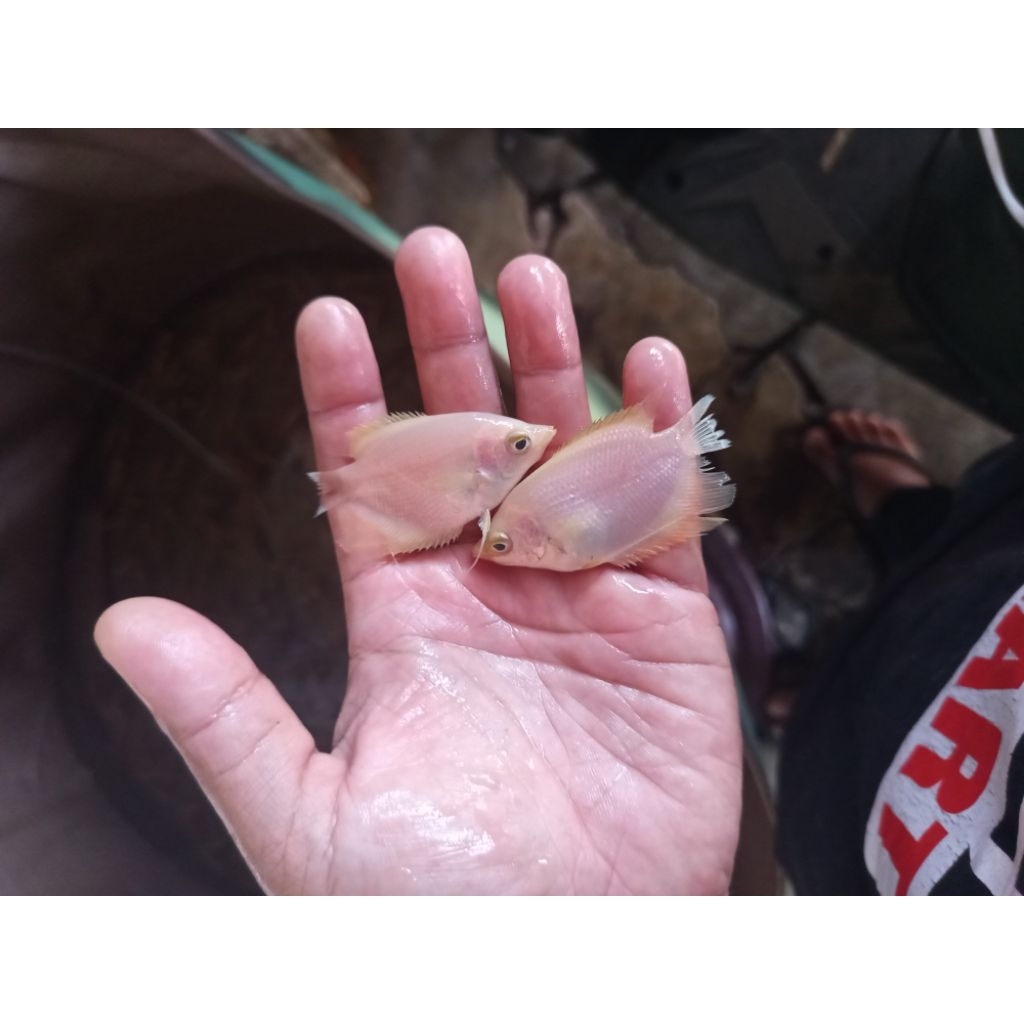 bibit gurame padang(harga eceran)khusus pengiriman instan cod.