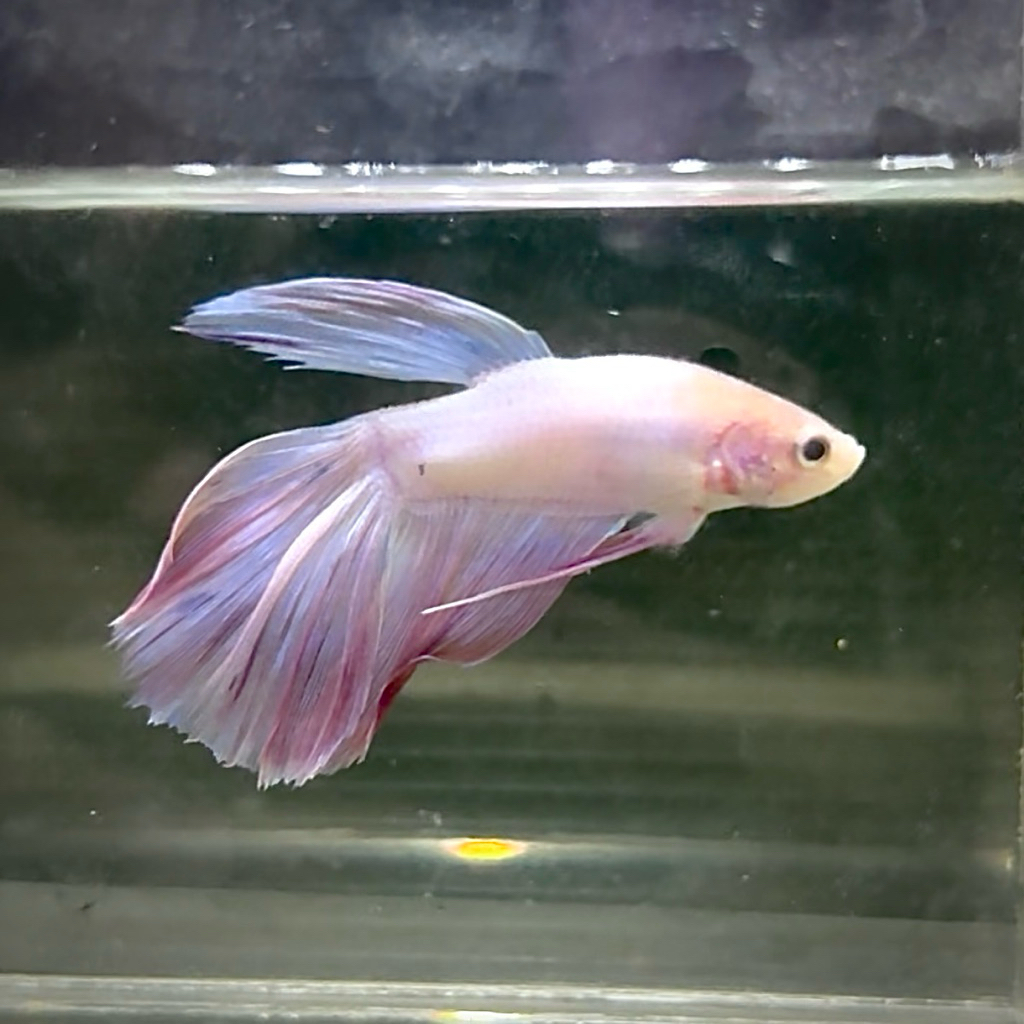 Cupang Halfmoon Pink autan real pict