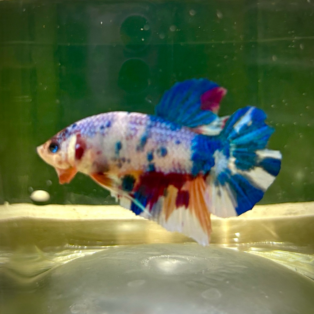 Cupang Giant hmpk multicandy realpict (buy 1 get 1 random)