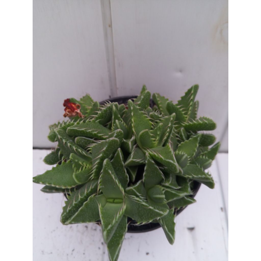 faucaria trigina cluster