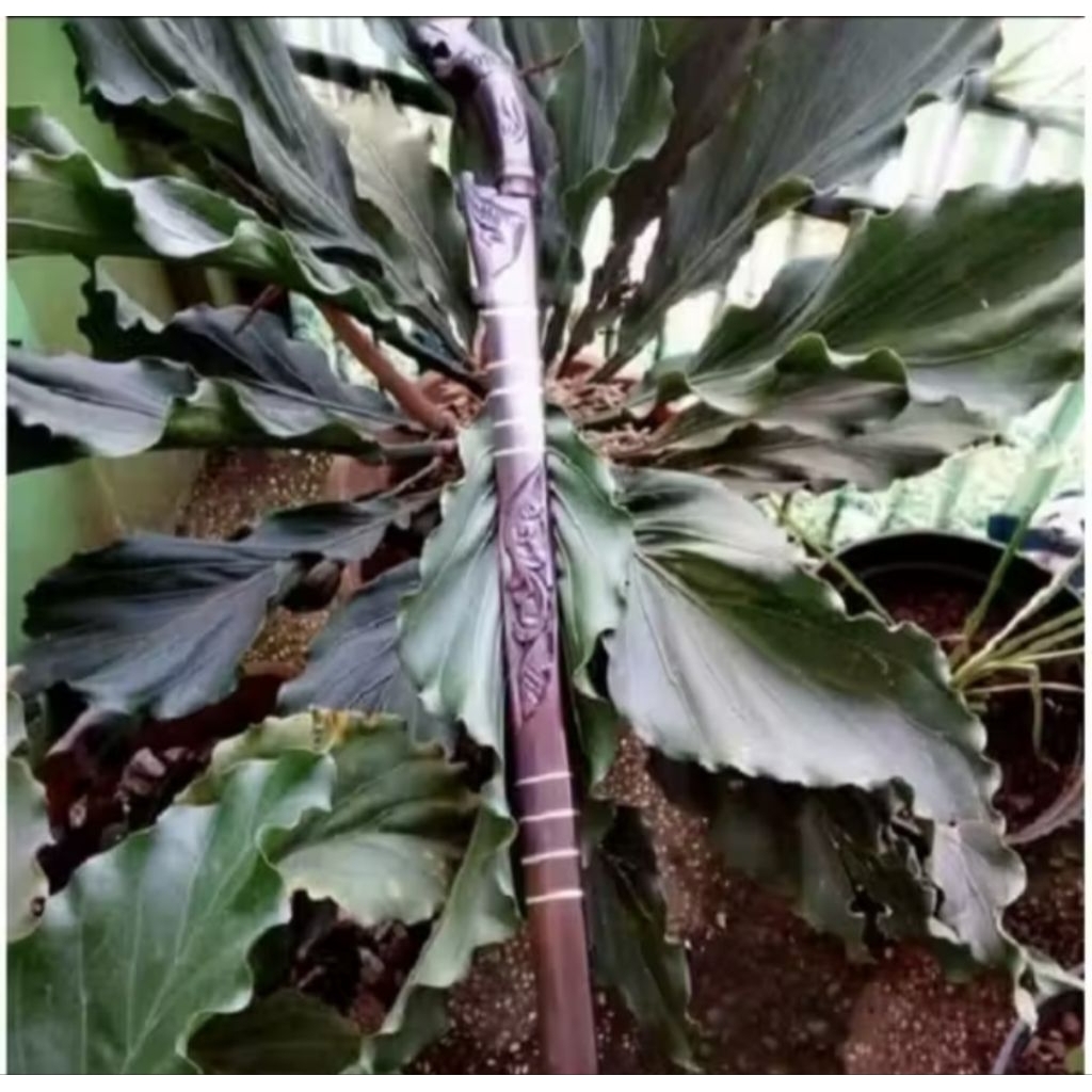 Pisau Baja Super Tajam / Golok Baja Asli / Pedang Samurai Panjang /