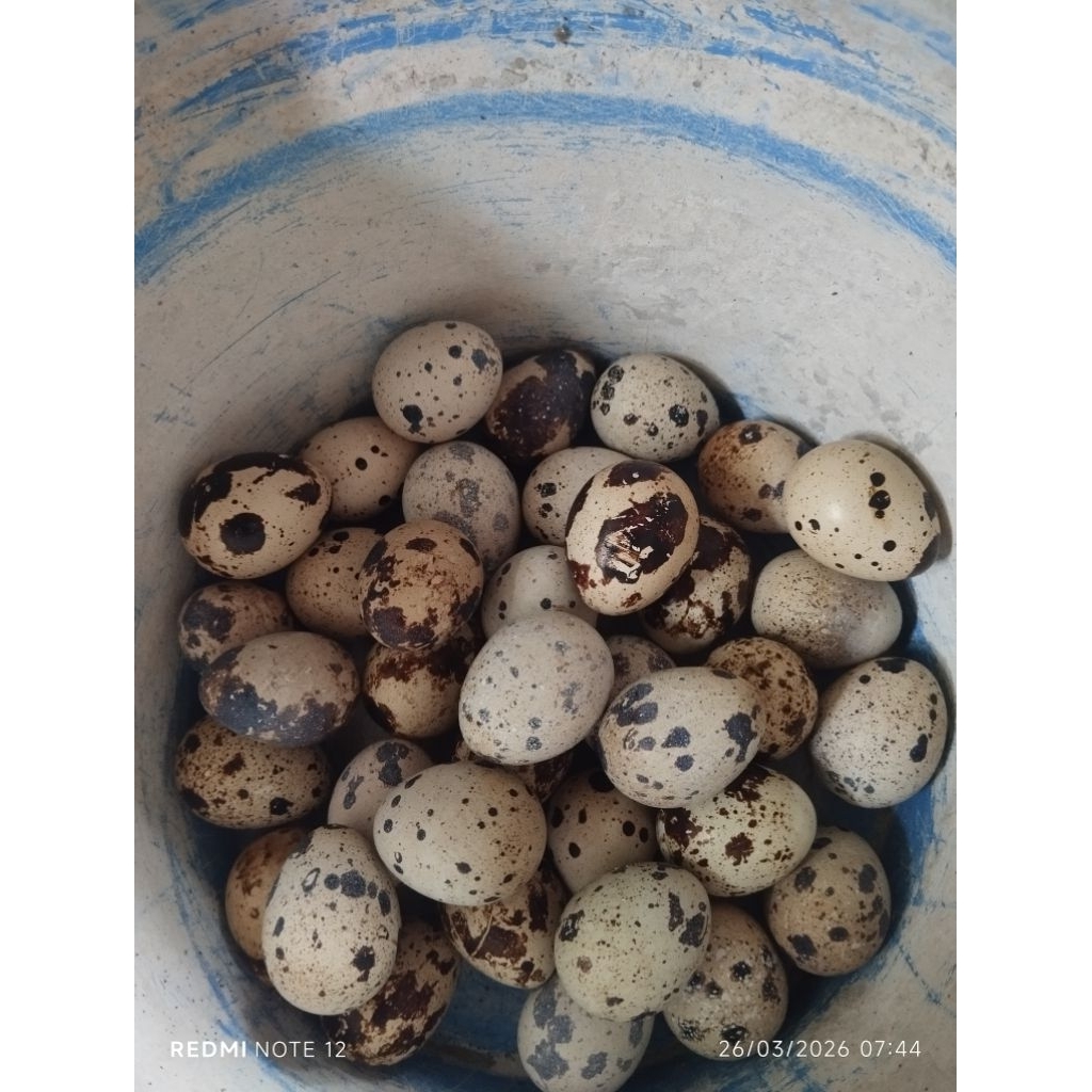Telur Puyuh fertil untuk ditetaskan