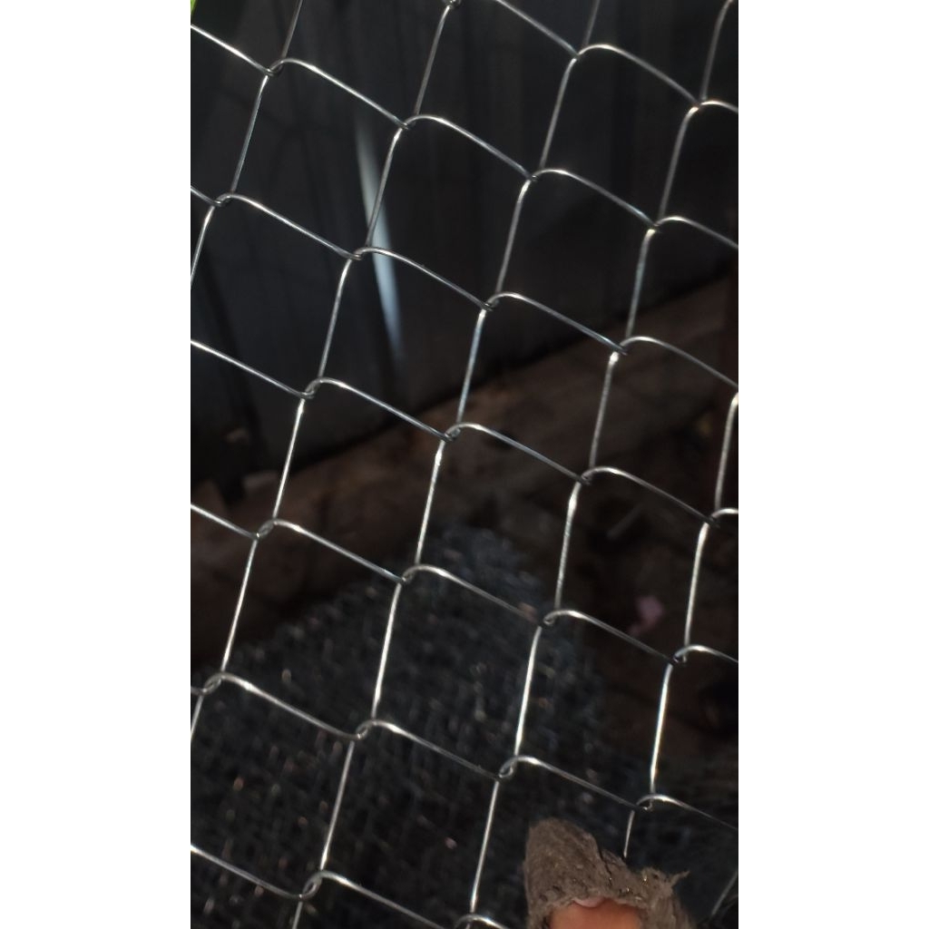kawat harmonika aviary lubang 2cm