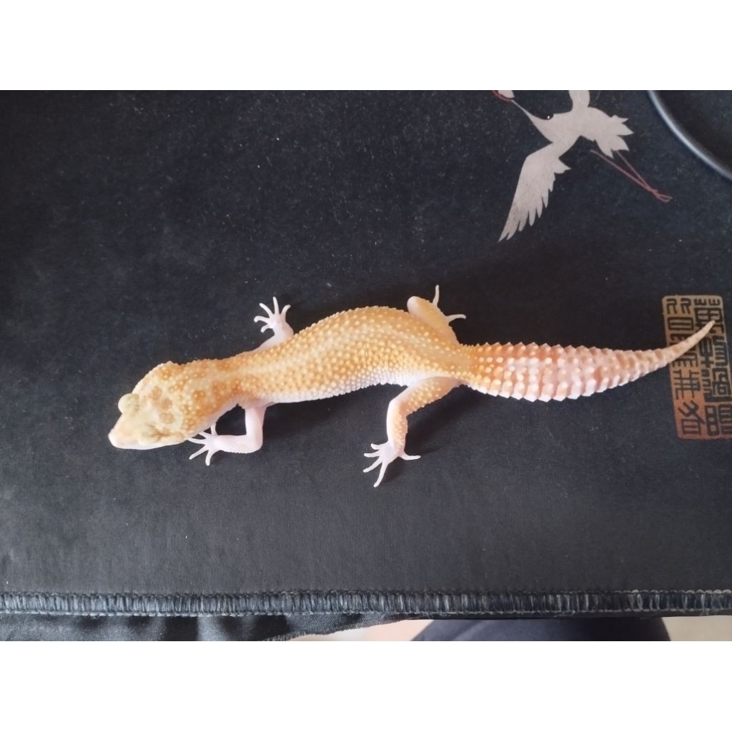 LEOPARD GECKO POSS WHITE YELLOW RAPTOR FEMALE DEWASA