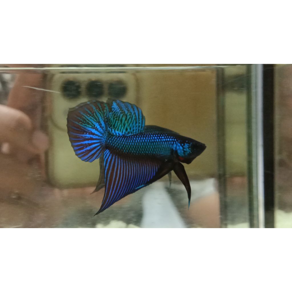 Wild betta Smaragdina buriram