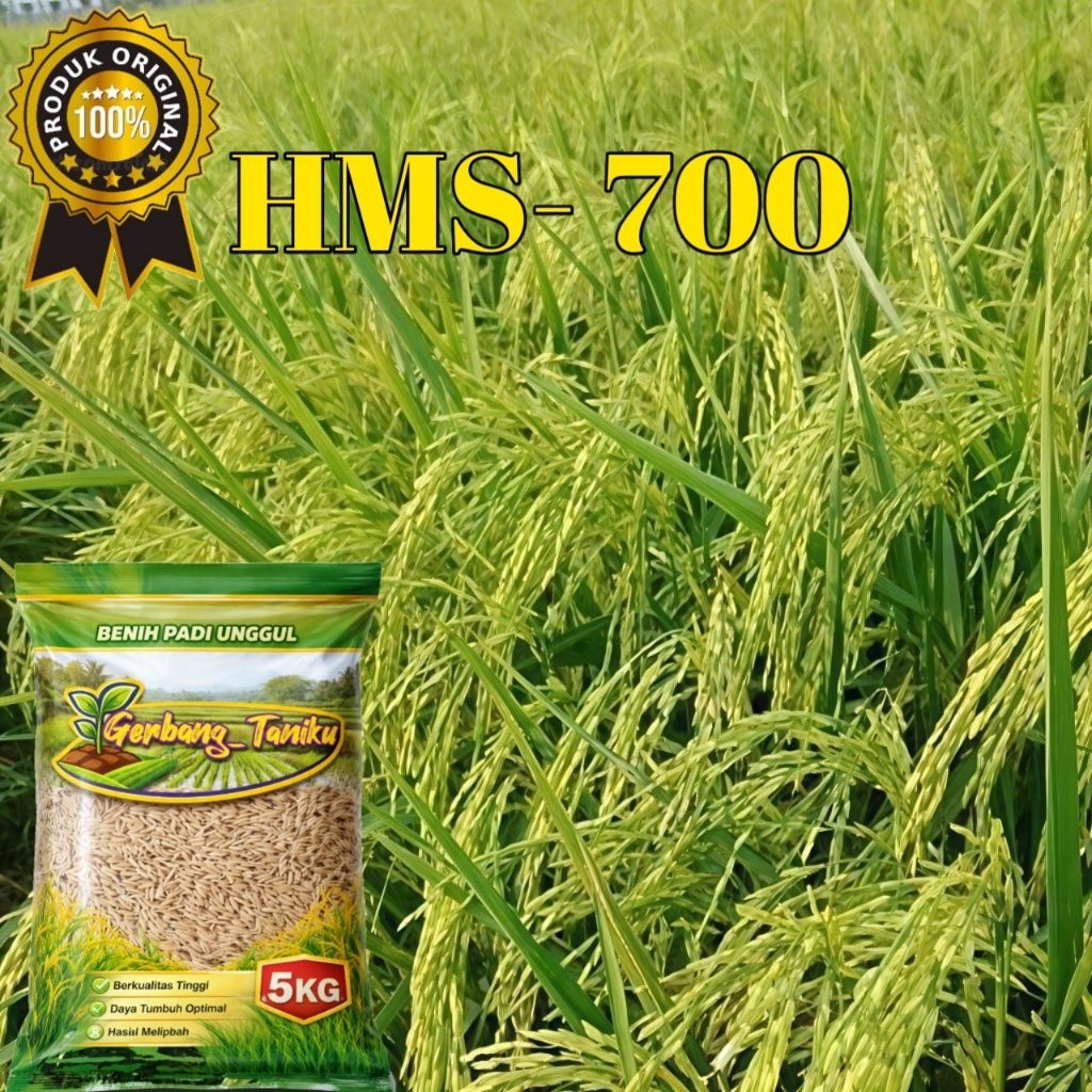 Benih /Bibit Padi HMS-700 kemasan 5kg berkualitas