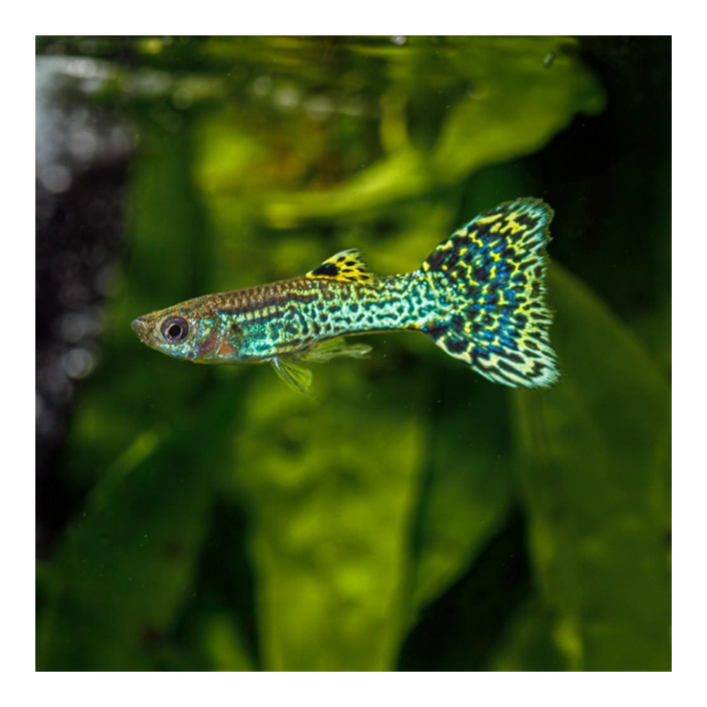 Guppy Snake Skin Green  / Yellow cobra