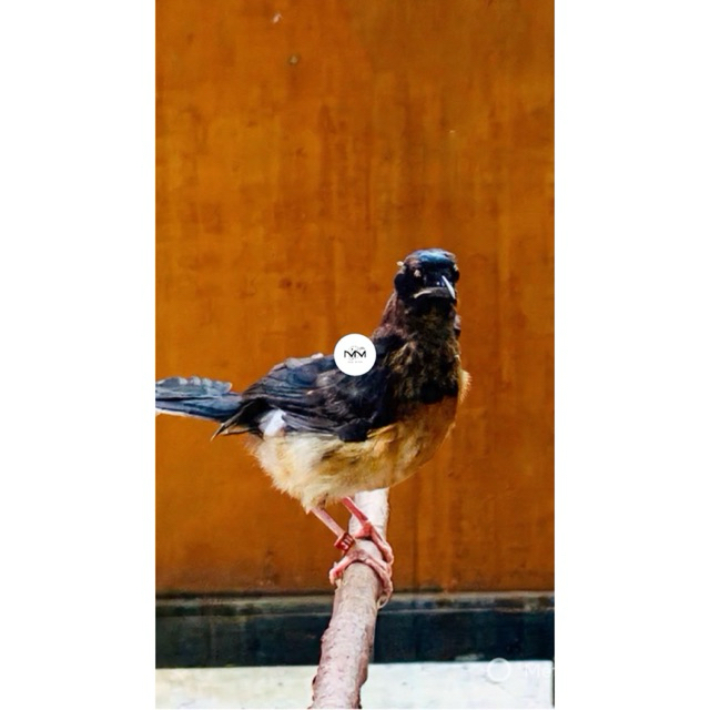 Murai Batu Trotol jantan Medan Prospek