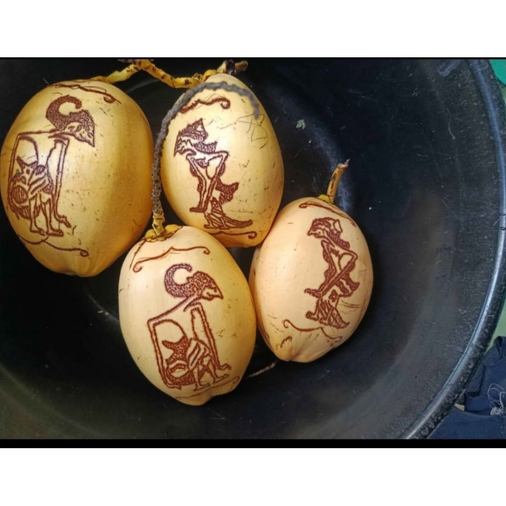 Kelapa gading lukis cengkir  7 bulanan