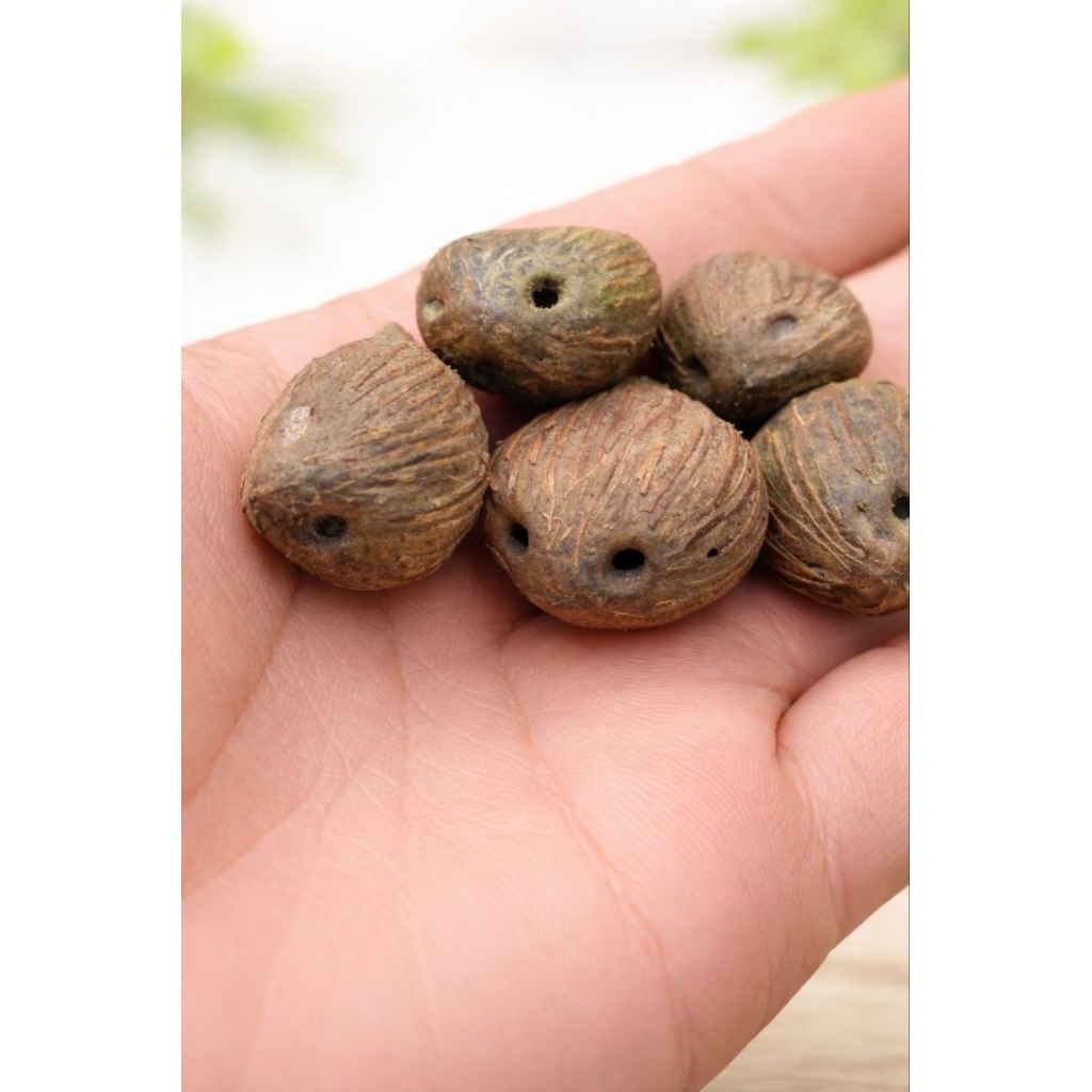 Cangkang Sawit Hitam Mengkilap Premium | Bahan Kerajinan / Aksesoris / Media Tanam Unik