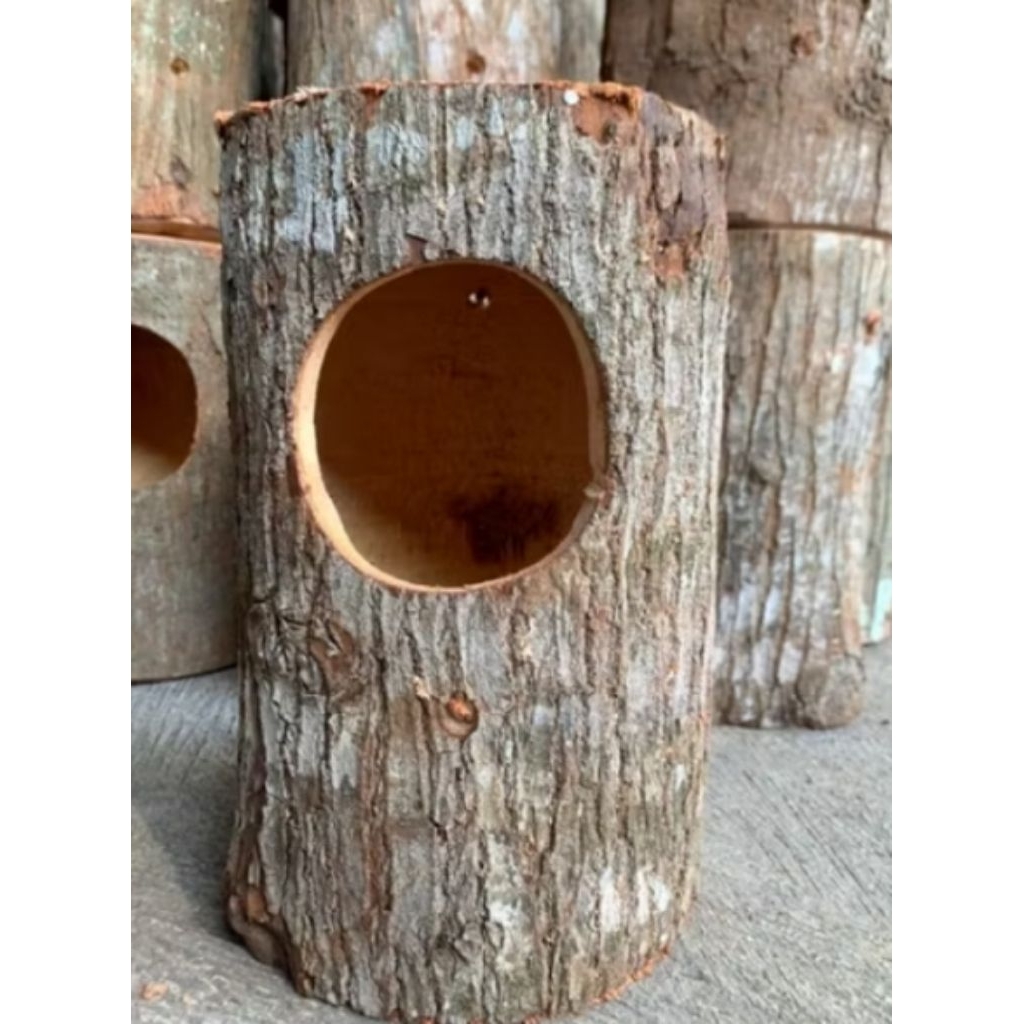 Glodok pohon kayu mahoni murai