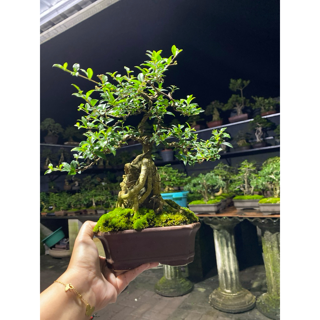 bonsai Sakura Micro
