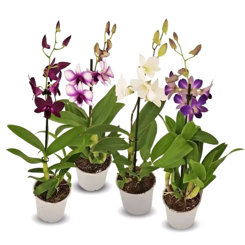 Lagi Promo Nih Anggrek Dendrobium KV Beauty - Bunga Hidup - Tanaman Hidup Siap Tanam