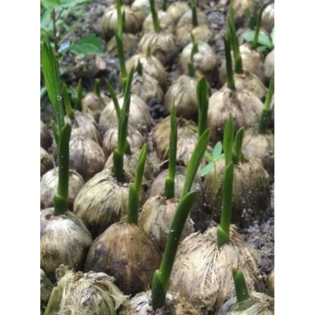 kecambah pinang hibrida