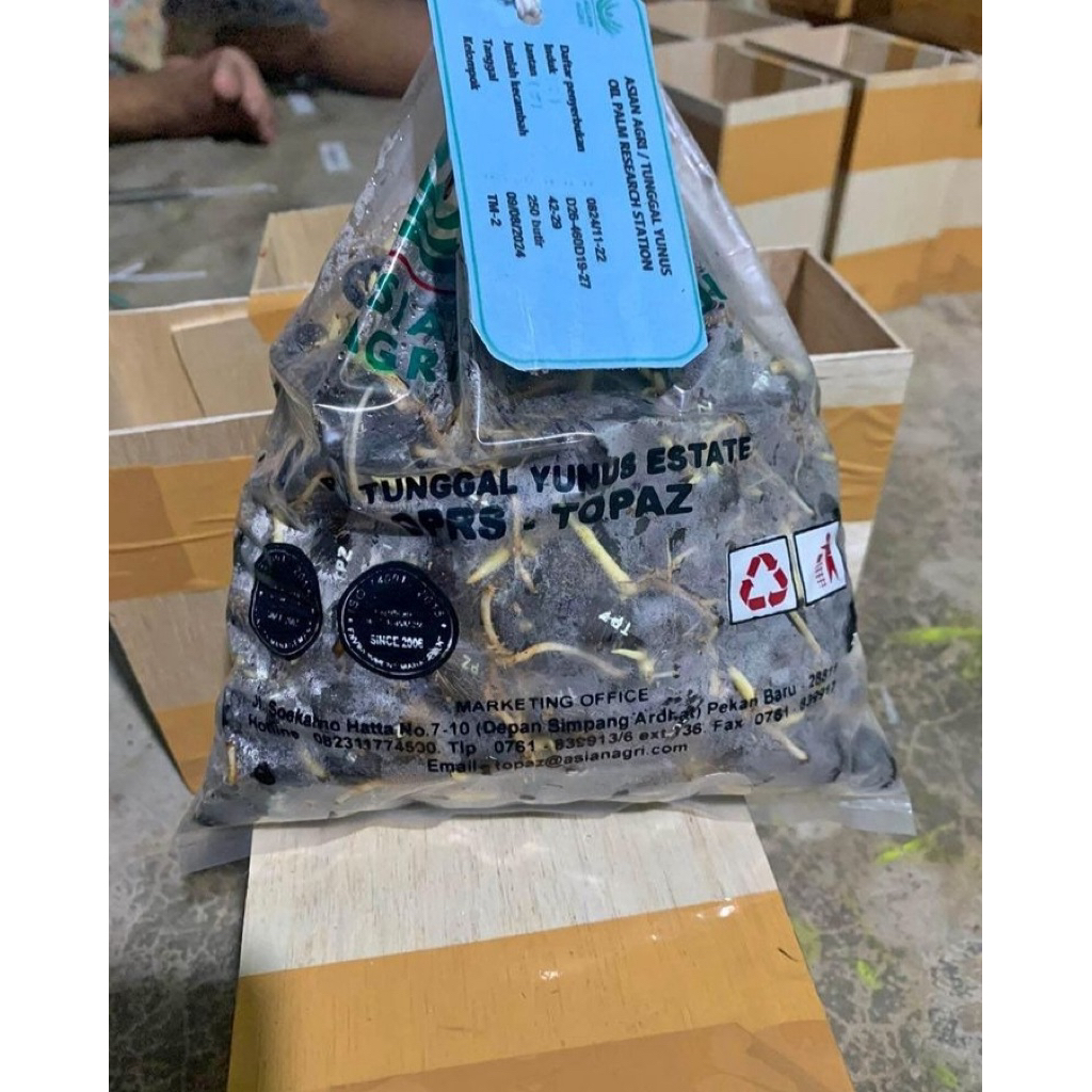 Benih Polong kecambah sawit Topaz