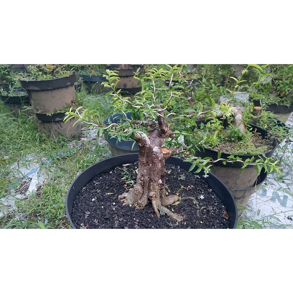 bahan bonsai anting putri mikro prokar. bogel. mame