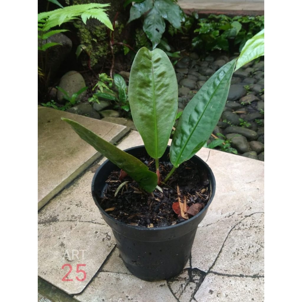 Anthurium Neo Superbum Anturium Superboom Real Picture