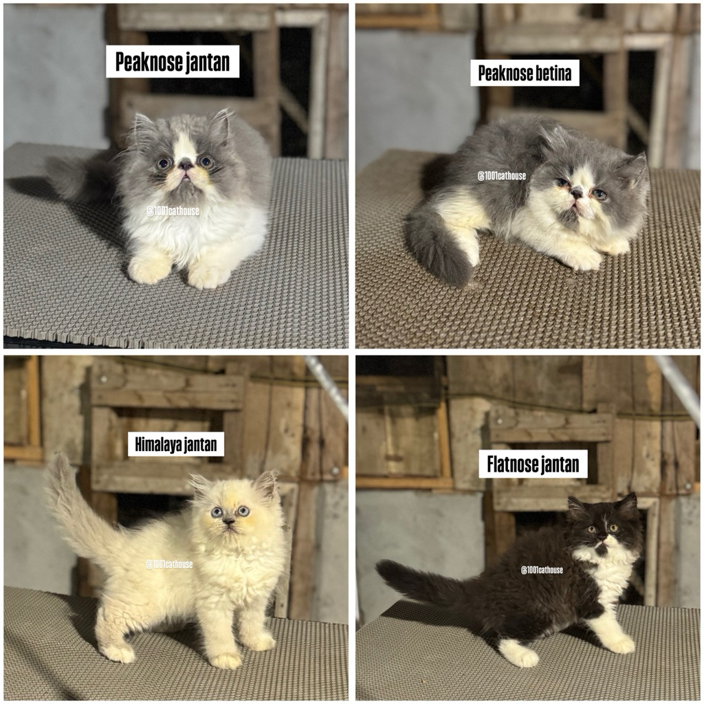 Paket Adopsi Kucing Persia Medium Flatnose Peaknose & Munchkin Lucu Sehat + Starter Kit Lengkap Jawa