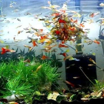 ikan guppy cendol / hiasan aquarium
