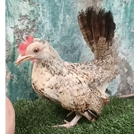 ayam kate jantan muda