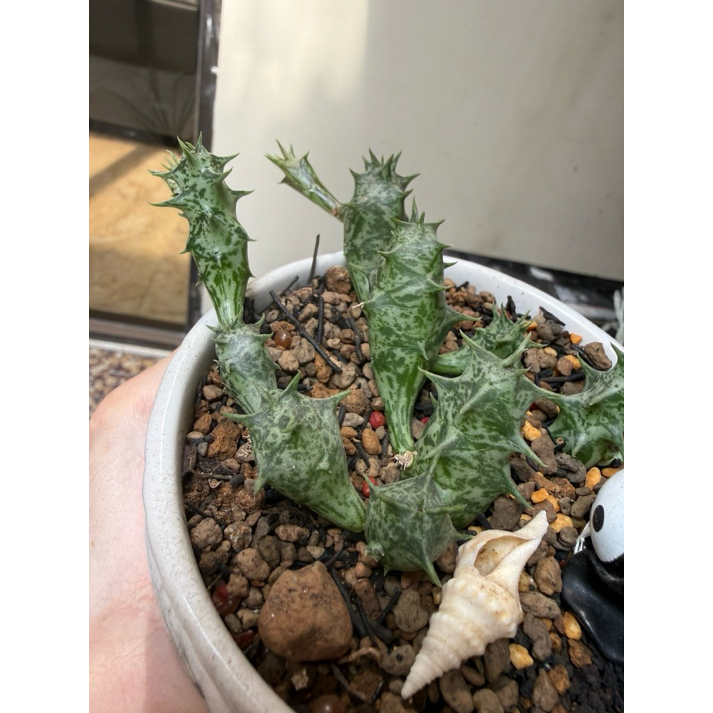 ‼️ INSTANT AVAILABLE ‼️ HUERNIA DUVALIA SULCATA RARE ORBEA TANAMAN HIDUP + POT CERAMIC 9 x 10 CM