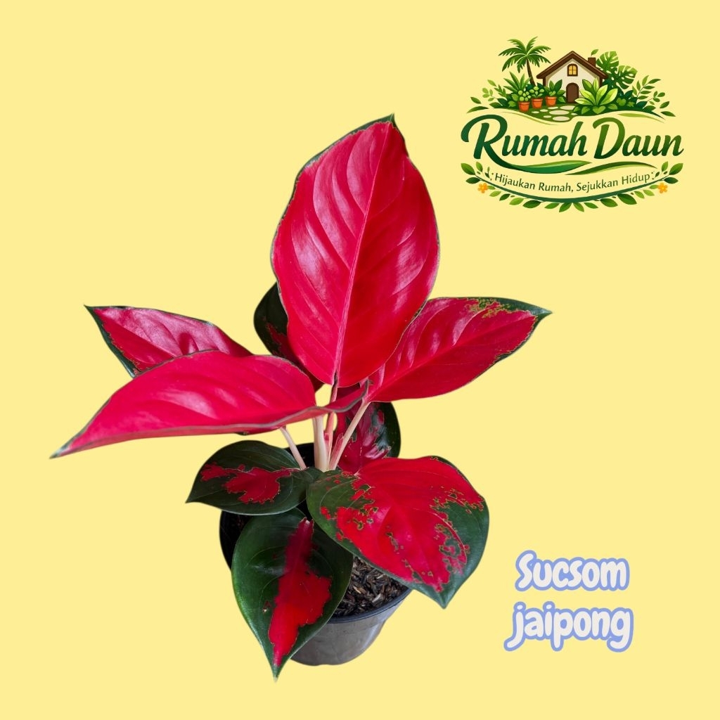 tanaman hias aglonema sucsom jaipong - aglonema suksom jaipong