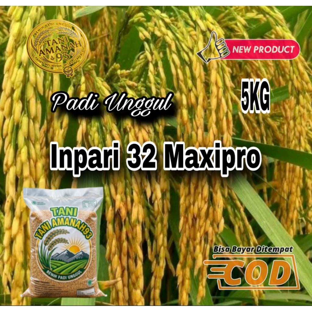 (5KG Benih Padi Unggul) BIBIT PADI INPARI 32 MAXIPRO ORIGINAL