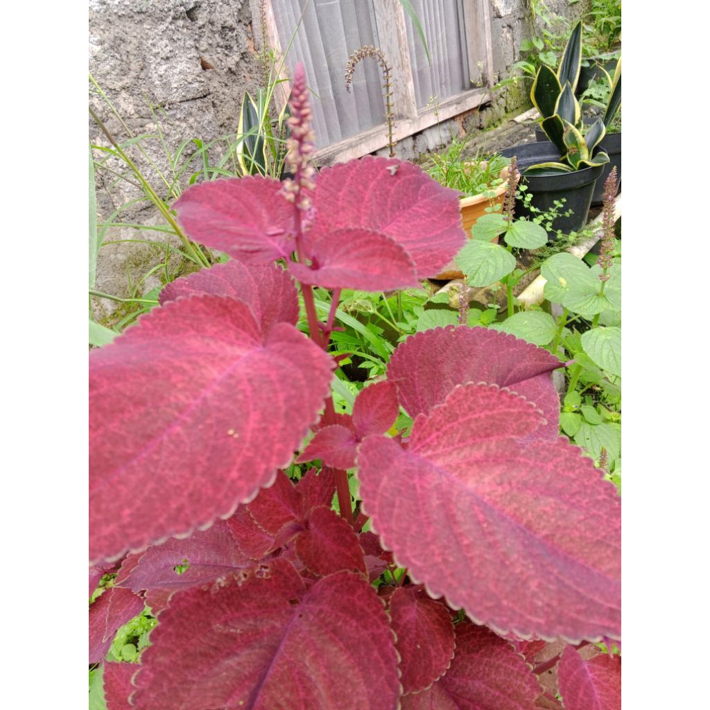 tanaman hias bunga miana red marun daun rimbun sudah berakar banyak