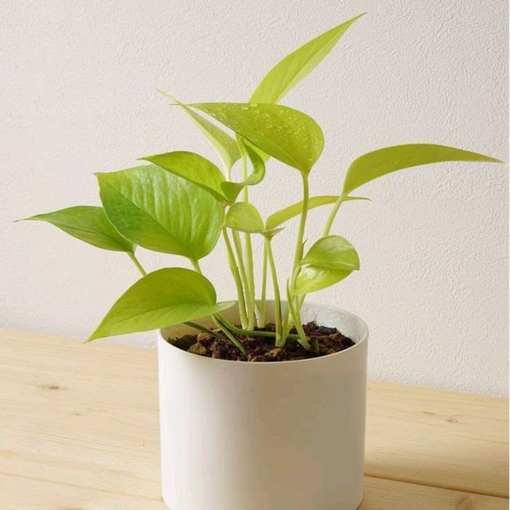 srigading kuning/srigading lemon