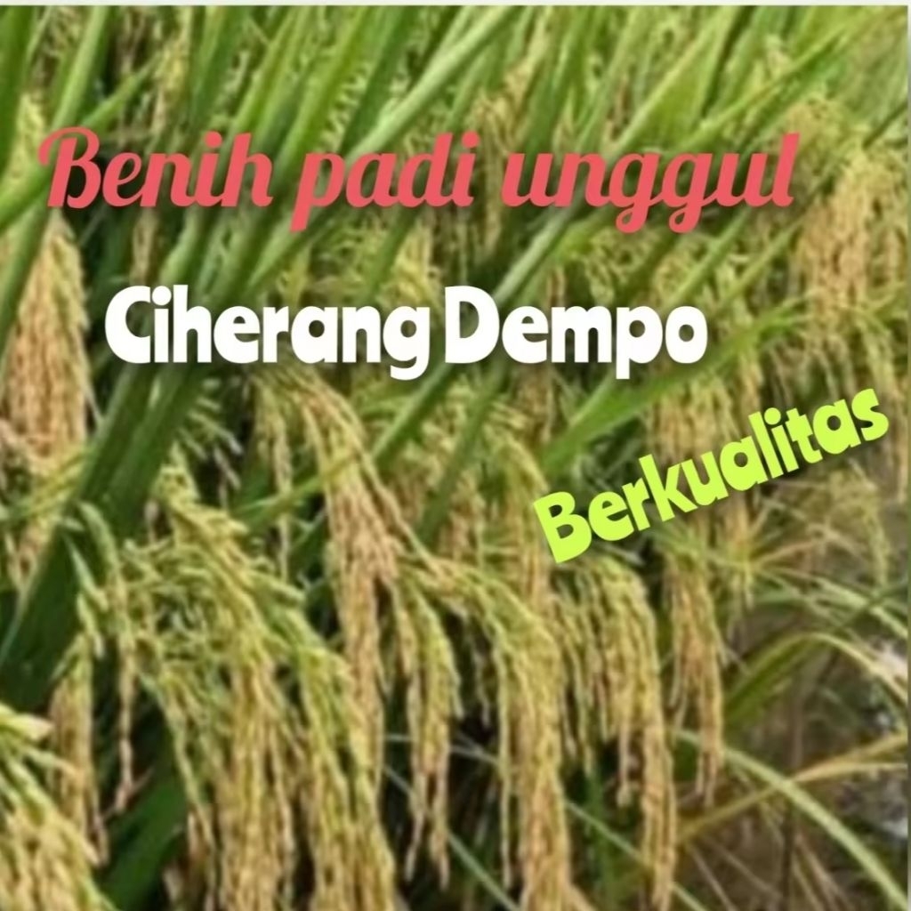 BENIH PADI CIHERANG DEMPO UNGGUL PERMIUM KEMASAN5KG