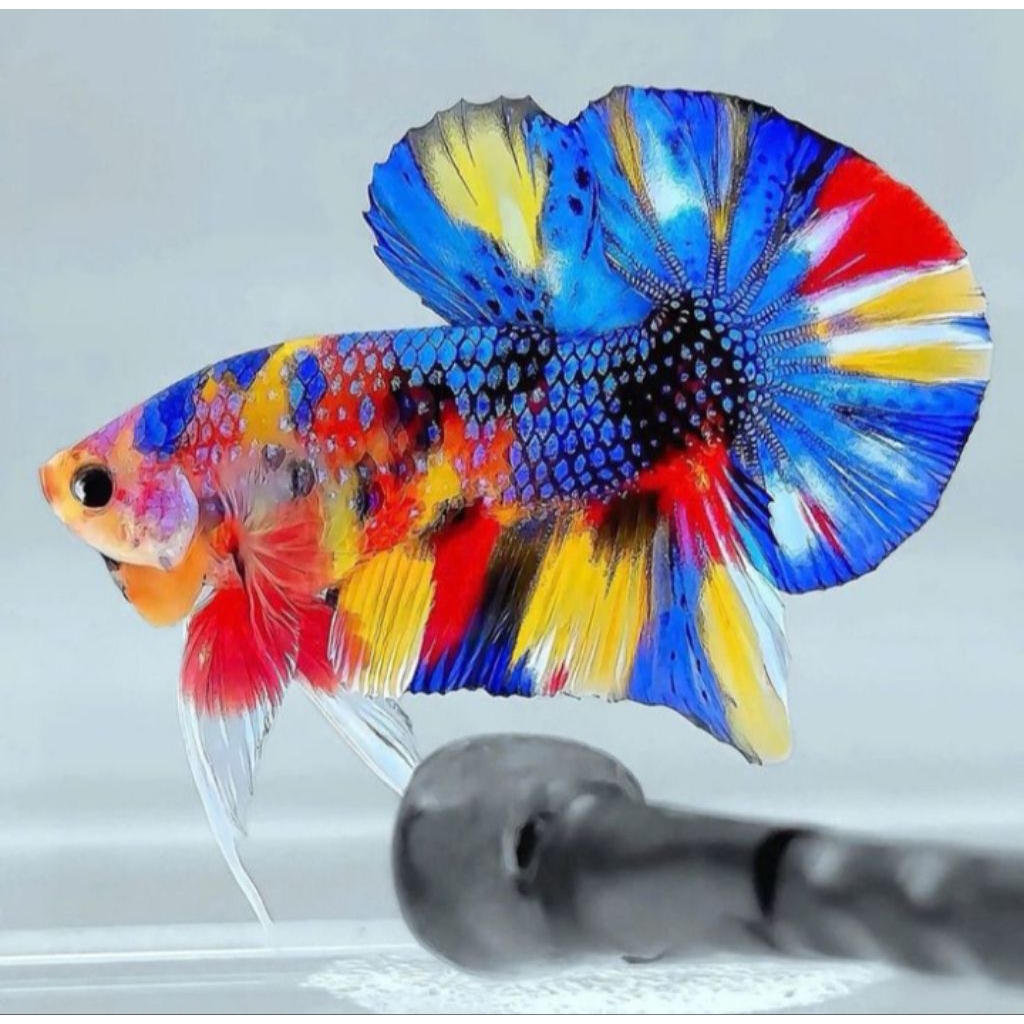 Cupang multicolor premium grade