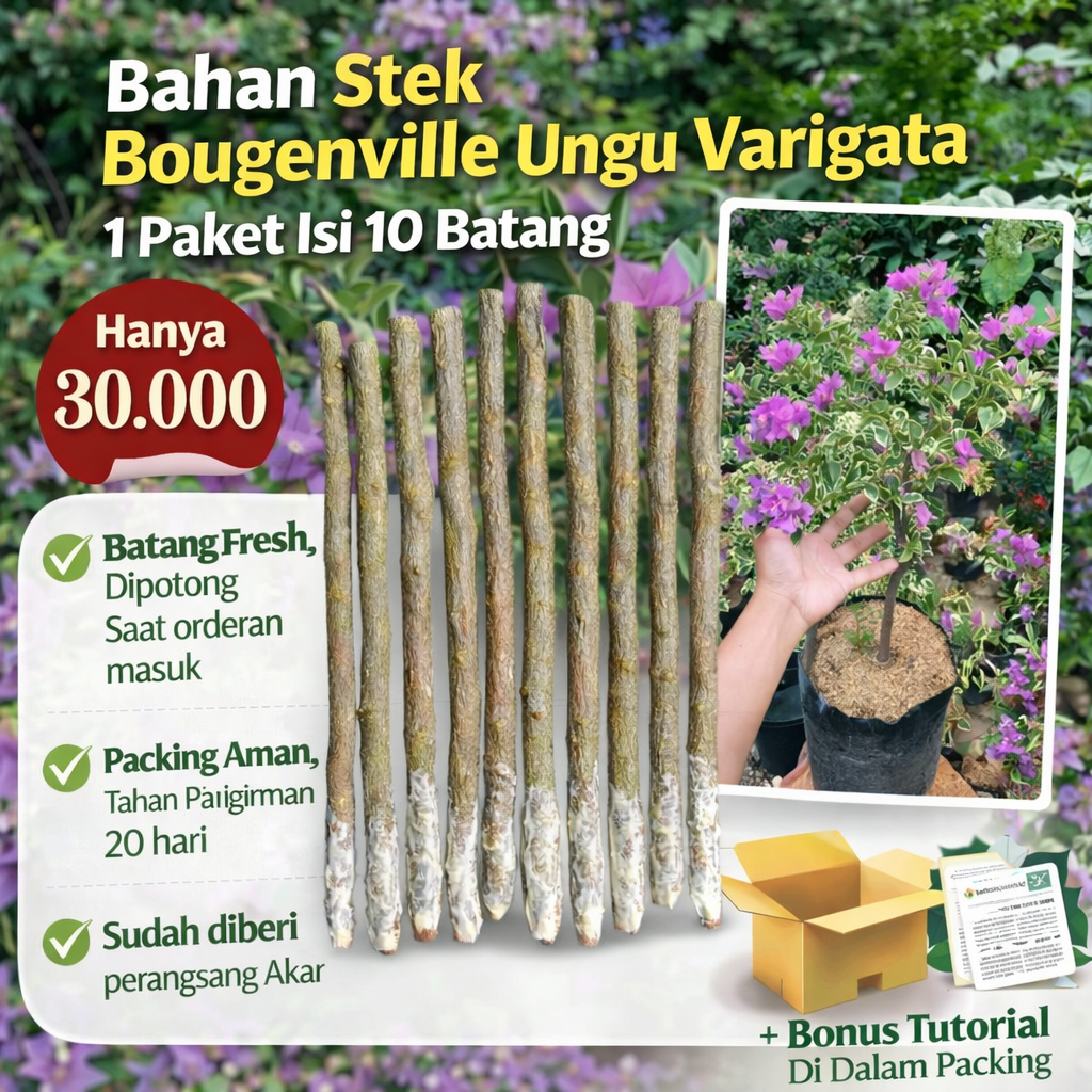 Bahan Stek Bougenville Ungu Varigata 10 Batang Fresh Siap Tanam + Perangsang Akar + Bonus Tutorial