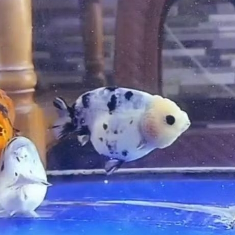 IKAN HIAS KOKI RANCU SAPI 100% SESUAI FOTO  SIZE 11 CM