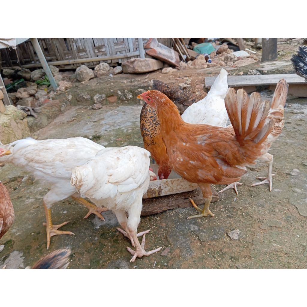 Telur fertil ayam elba