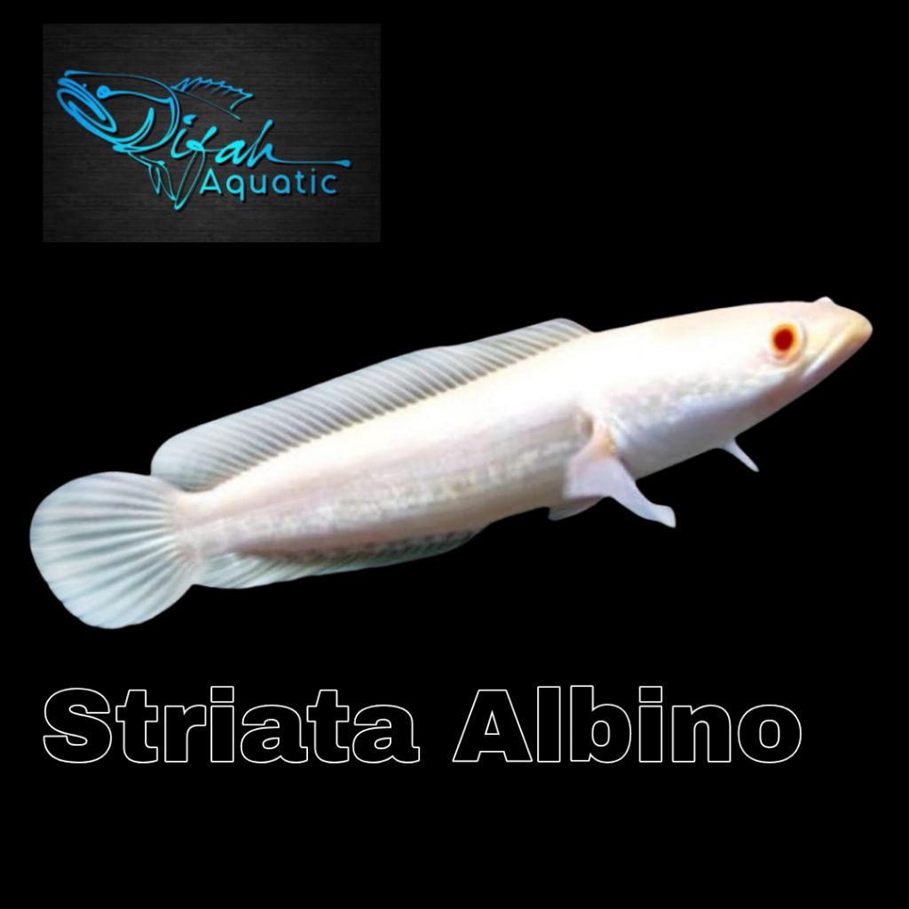 ekstrak ketapang progres (striata albino)