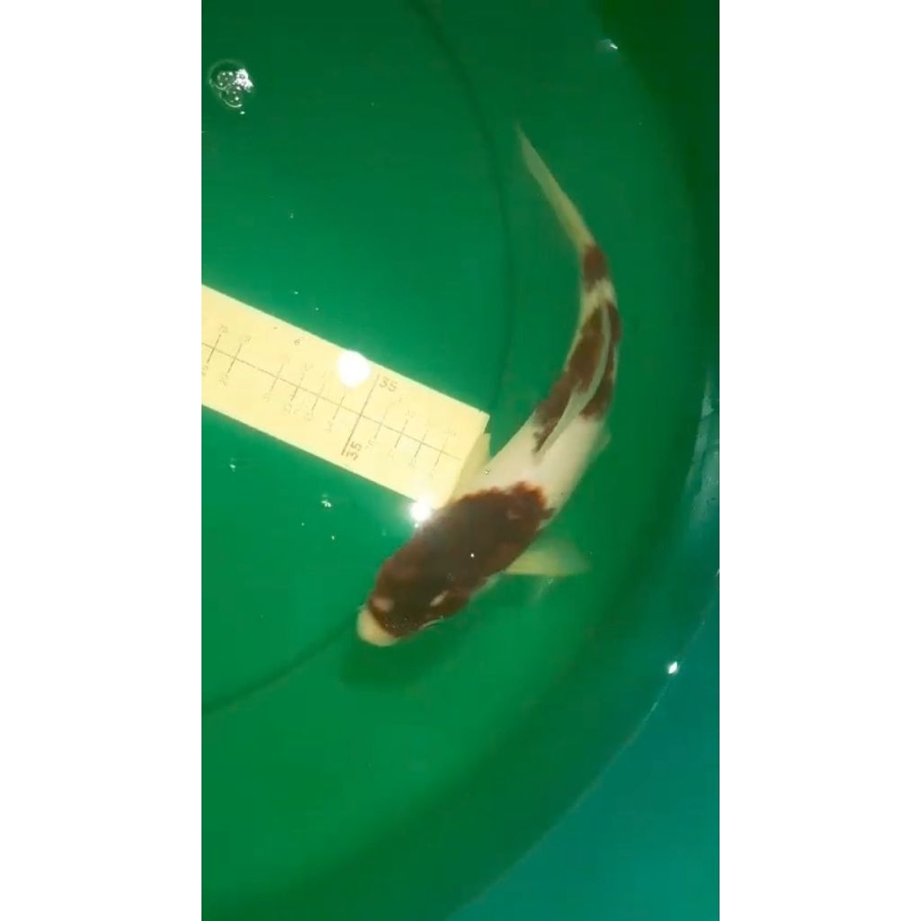 Ikan koi jenis Budo Goromo 32cm HQ
