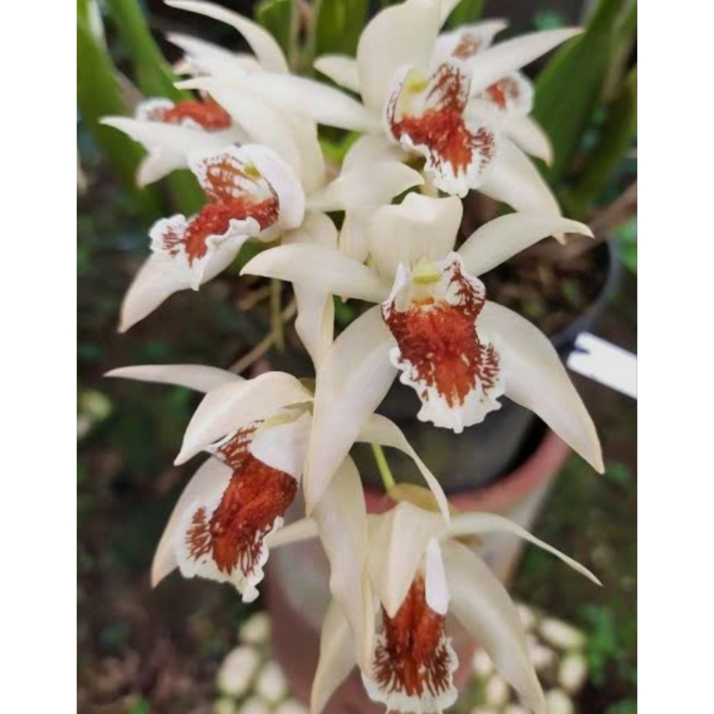 Anggrek Coelogyne Asperata kalimantan