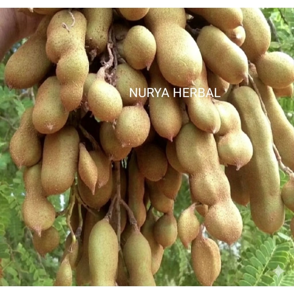 PROMO ASEM MENTAH /ASAM JAWA MENTAH 1 KG/ASAM JAWA MUDA 1 KG / ASEM JAWA MUDA 500 Gr/500 Gram 1 Kg A