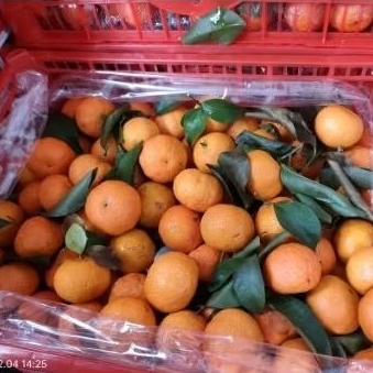 Jeruk Shantang Keranjang isi 6 kg  Fresh Manis Buah Imlek Shantang Parcel Hampers