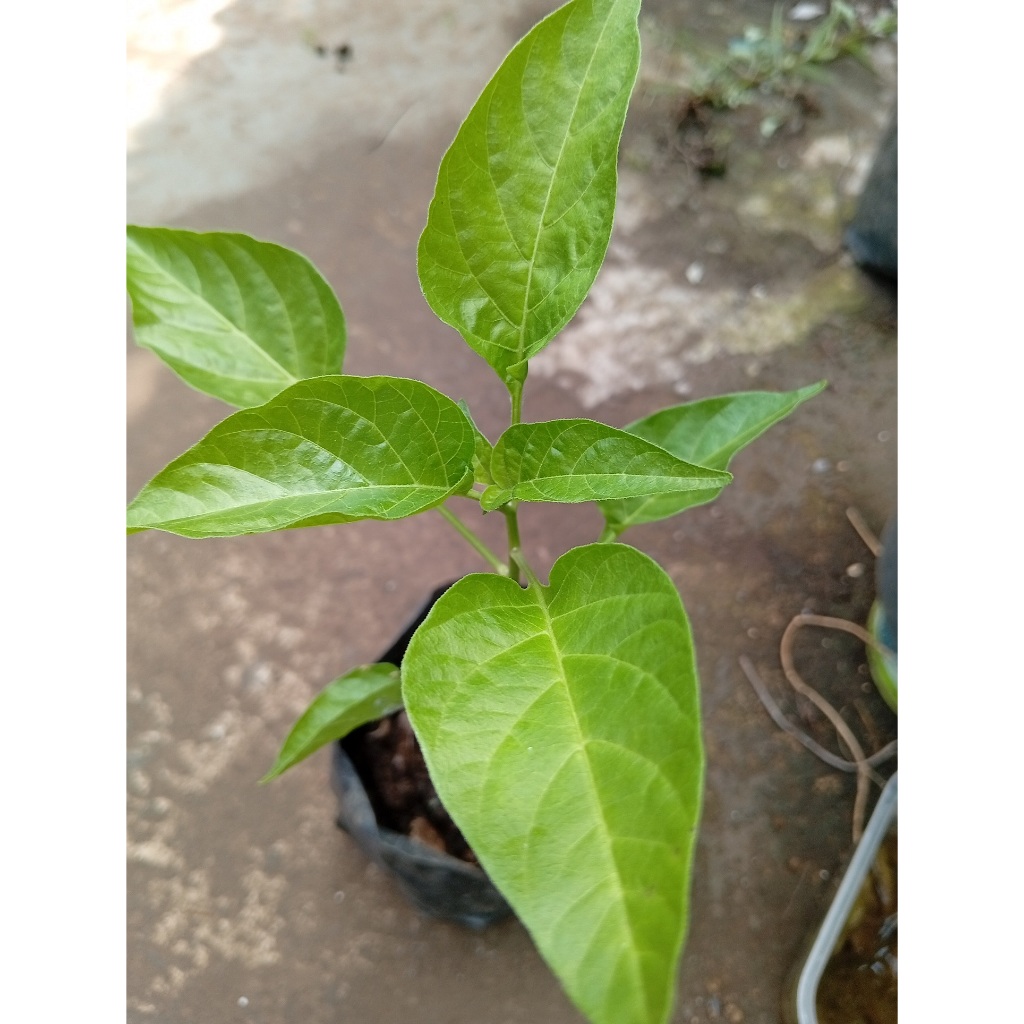 Pohon Tanaman Cabe Organik Tanpa Pestisida Tanpa Pupuk Kimia